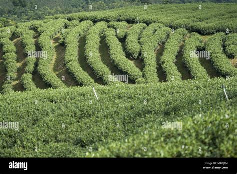 THAILAND CHIANG RAI MAE SALONG TEA PLANTATION Stock Photo - Alamy