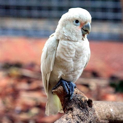 Goffin's Cockatoo Facts, Pet Care, Personality, Price, Pictures