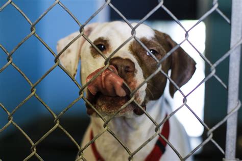 Animal shelter extending hours to aid adoptions | San Marcos Record