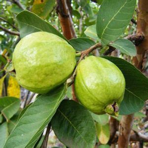 Guava, Amrud, Peyara ( Grafted) Plant - Nestreeo.com