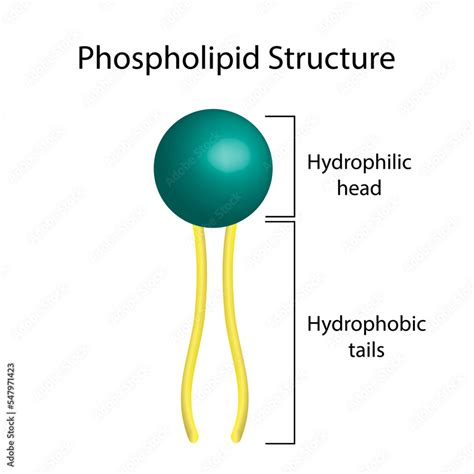 Phospholipid Structure Diagram