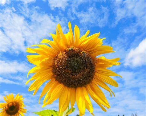 Sunflower Natural Background. Sunflower Blooming. Close-up of Sunflower.field of Blooming ...