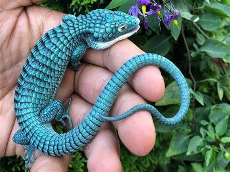 Endangered Mexican alligator lizard | Bizarre animals, Cute lizard ...