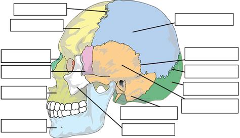 31 Blank Skull Diagram To Label - Labels Design Ideas 2020