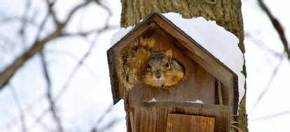 3 Homemade Recipes for Squirrel Repellent | DoItYourself.com