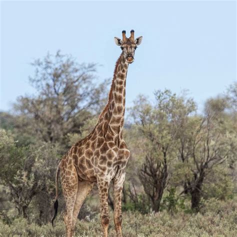 Quiet Disappearance Of Giraffes