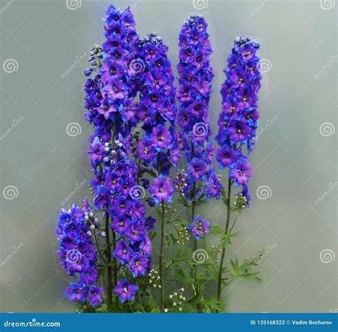 Blue flowers delphinium. stock photo. Image of blue - 135168322