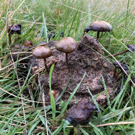 Psilocybe Fimetaria identification guide : r/fimetaria