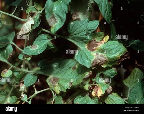 Tomato late blight Phytophthora infestans on tomato leaves Stock Photo ...