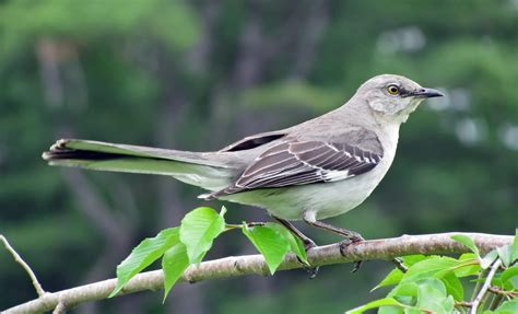 The Mockingbird - Authentic Texas