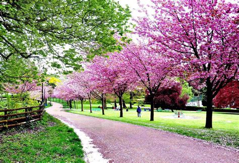 Cherry blossom, Pontypool Park, England - Pinlovely