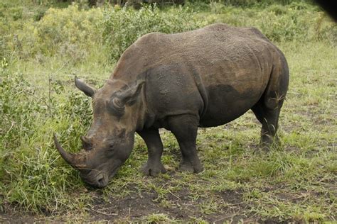 Witte neushoorn in Hluhluwe, Zuid Afrika | Witte neushoorn, Neushoorn, Afrika