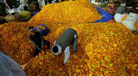 Delhi: Scent of change at Ghazipur flower market as AAP govt plans ...