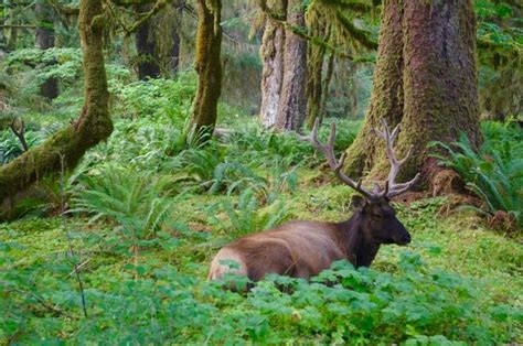 File:Resting up, Hoh Rain Forest Campground.jpg - Hiking in Portland ...