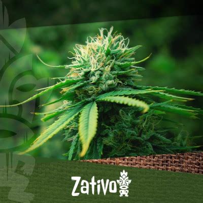 Top 10 Indoor Cannabis Strains - Zativo