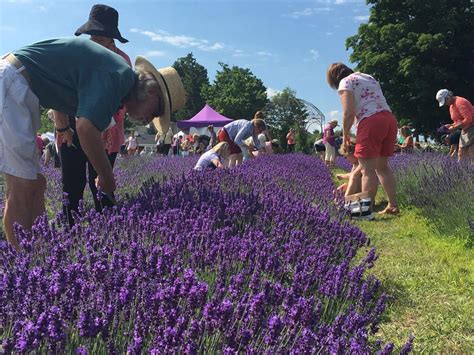 'Best herb ever': Community celebrates ninth annual Lavender Festival ...