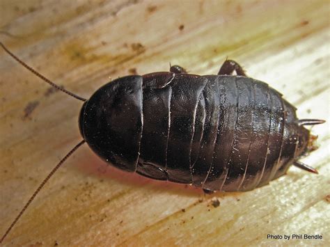 Maoriblatta novaeseelandiae,was, Platyzosteria novae-zelandiae, Black cockroach, Maori bug,Te ...