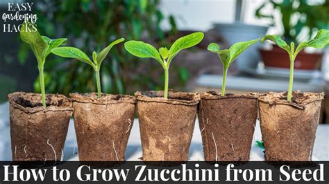 How to Grow Zucchini From Seed - Easy Gardening Hacks™