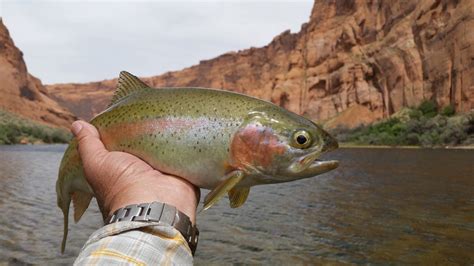 Gila Trout – Arizona Council of Trout Unlimited