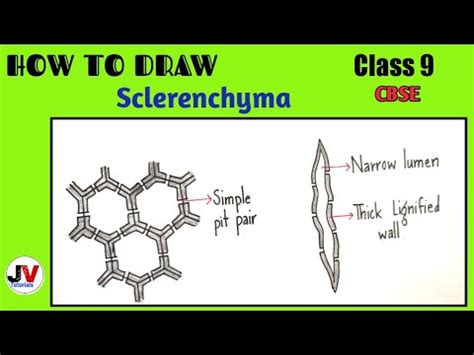 how to draw sclerenchyma|sclerenchyma diagram|sclerenchyma drawing ...