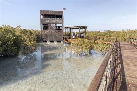 UAE plants mangroves and grows coral as part of marine regeneration plans