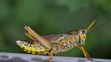 Crickets Vs Grasshoppers [9 Ways To Spot The Difference] | Garden Wisper