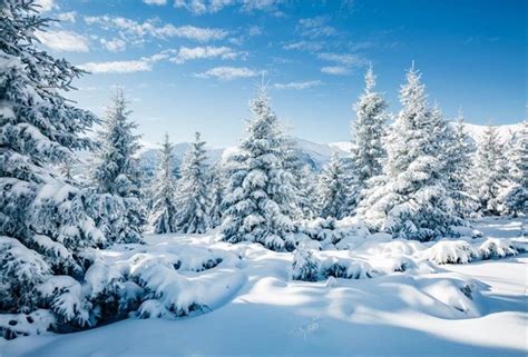 Winter landscape Winter background Christmas tree hill Dreamy ...