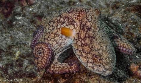 Octopuses: The Masters of Camouflage | Panama Dive Center