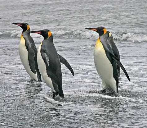 King Penguin Facts For Kids | King Penguin Diet & Habitat