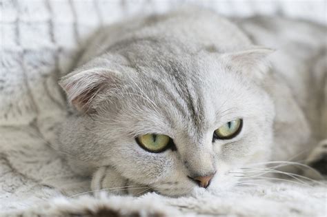 Is Your Light-Colored Cat at Risk for Squamous Cell Carcinoma? - Animal ...