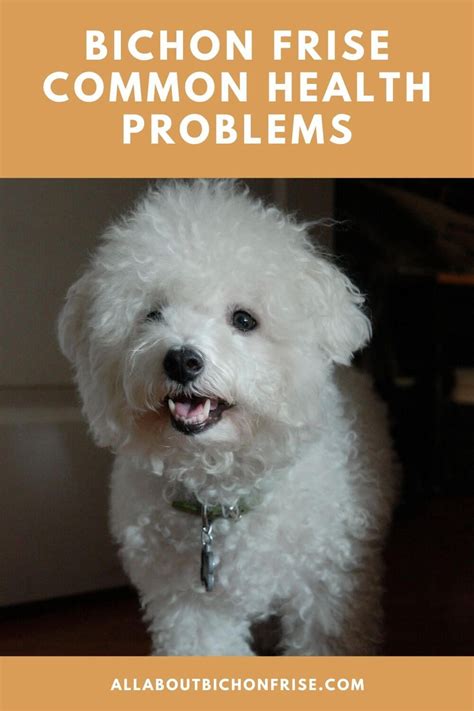 Bichon Frise Common Health Problems