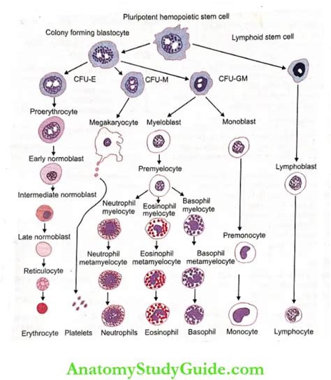 Erythropoiesis Stages Notes - Anatomy Study Guide