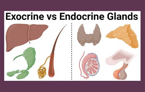 Endocrine and Exocrine Glands: Definition, Differences, and Importance