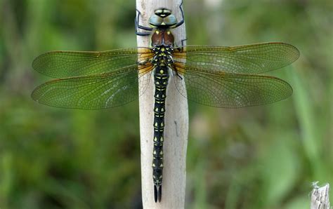 Lakeside Nature Reserve - British Dragonfly Society