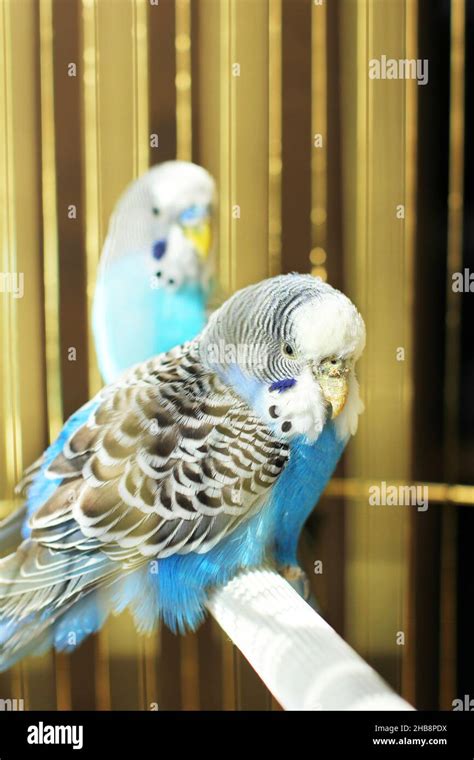 Budgerigars are blue. Two parrots in a cage. A pet. Parrot ...