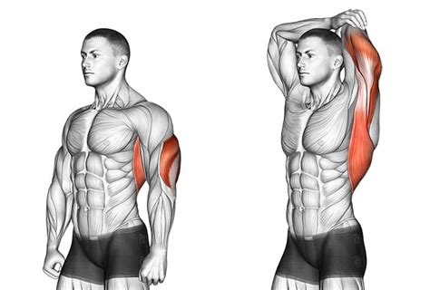 5 Best Tricep Stretches for a Healthy and Supple Tricep Muscle | A Lean Life