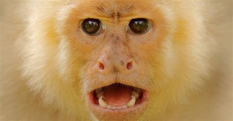 Monkey Teeth: Everything You Need to Know - IMP WORLD