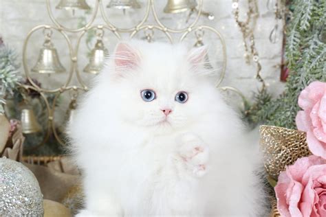 White Persian Kittens | White Persian Cats | Pure White CatsUltra Rare Persian Kittens For Sale ...