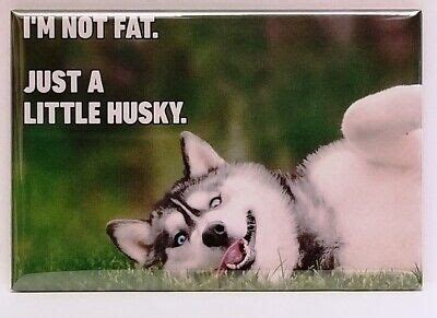 I'm Not Fat Just a Little Husky MAGNET 2"x3" Refrigerator Locker Meme Funny Dog | eBay