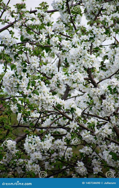 Apple Tree in Bloom. Apple Orchard,blooming Cherry Trees, Fruit Tree ...