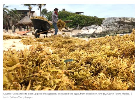 Sargassum Cleanup Mexico Beach | Dolphin Research