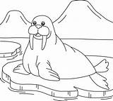 Walrus Coloring Page For Kids 5073720 Vector Art At Vecteezy sketch template
