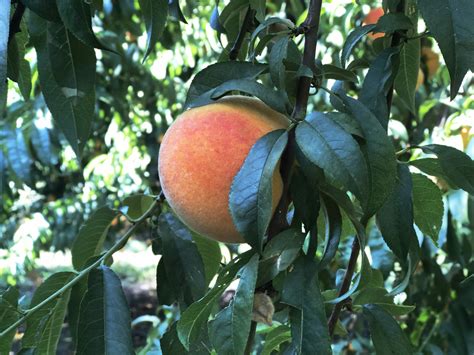 Cling Peach Harvest - Sacramento Valley