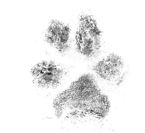 Image result for real paw print | Dog paw tattoo, Dog paws, Paw tattoo