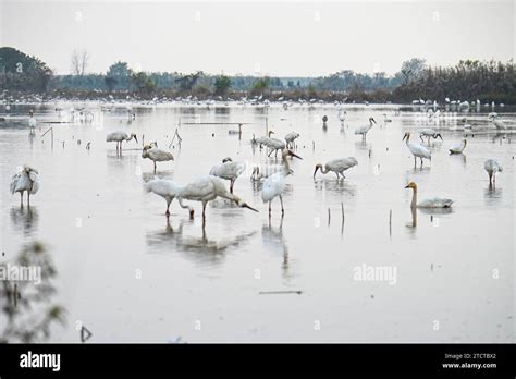 NANCHANG, CHINA - DECEMBER 13, 2023 - Siberian White Cranes forage at Nanchang Five-star White ...