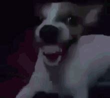 Cachorro Rindo GIF – Cachorro Rindo Michael Jackson – discover and share GIFs