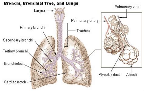 Bronchioles - Definition and Function | Biology Dictionary