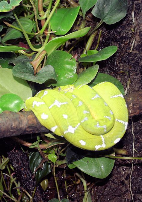 Green Snake Free Stock Photo - Public Domain Pictures