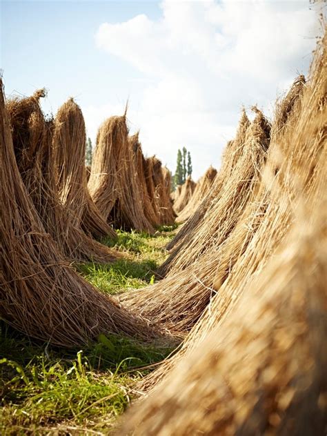 Le lin est une des fibres textiles naturelles les plus écologiques qui ...