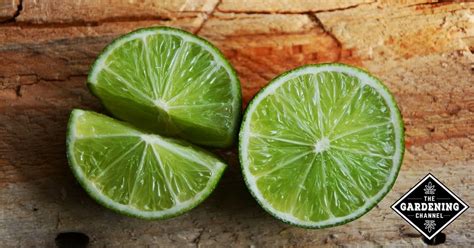 Health Benefits of Lime - Gardening Channel